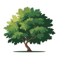 Illustration of a Green Leafy Tree with Dense Foliage and Curved Trunk on White Background vector