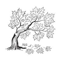 Hand-Drawn Maple Tree Outline, Maple Tree Line Art Illustration vector