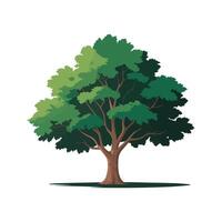 Illustration of a Broadleaf Green Tree with Full Canopy and Brown Trunk on White Background vector
