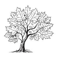 Maple Tree Line Art Illustration, Hand-Drawn Maple Tree with Leaves vector