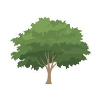 Illustration of a Lush Green Tree with Rounded Canopy and Brown Trunk on White Background, Maple Tree vector