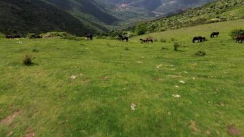 Wild Horses Grazing in the Ligurian Hills near Pizzo Evigno video