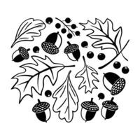 Autumnal acorn and oak leaf design elements vector