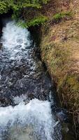 Pristine mountain creek cascading over mossy rocks, generating white foam while flowing smoothly in immersive slow motion surrounded by verdant wilderness landscape. Mountain creek, moss covered rocks video