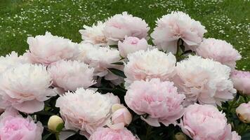 Pink peonies blooming in garden with green grass background video