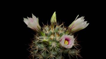 Time lapse of white cactus flowers plant, in the style of black background. video