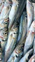 A vibrant display at the Fresh Fish Market showcases a stunning array of seafood delights video