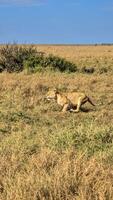 Lioness running in the savannah in Kenya during a safari photo
