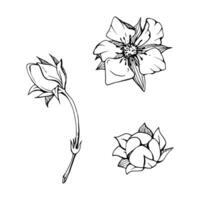 Early spring flower buds strawberry raspberry cherry sakura, hand drawn in ink anemone primrose daisy, tree bush berry plant. Single object isolated botanical illustration. Wedding florist shop vector