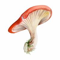 Russula webcap gill mushroom fungus, autumn forest harvest, edible raw ingredient for vegan cooking. Single element hand drawn in watercolor. Classroom, home schooling posters, nature activity sheets vector