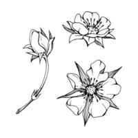 Early spring flower buds strawberry raspberry cherry sakura, hand drawn in ink tree bush berry plant anemone primrose daisy. Single object isolated botanical illustration. Wedding florist shop vector