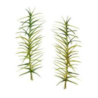 Horsetail clubmoss wild forest plant growing on wetlands marshes, damp shady grounds. Single element botanical illustration hand drawn in watercolor. Wildcrafting workshop brochures, nature journal vector