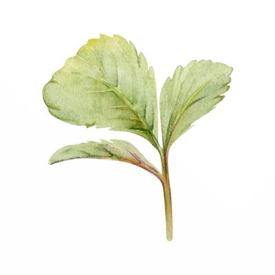 Green trefoil leaf. Flower bush tree hand drawn in watercolor, Strawberry raspberry wayfaring burnet parsley blackberry. Isolated botanical illustration. Wedding, florist shop, scrapbooking, cosmetics