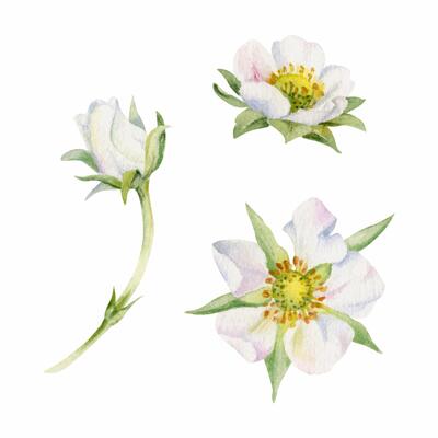 Early spring flower buds strawberry raspberry cherry sakura, hand drawn in watercolor tree bush berry plant anemone primrose daisy. Single object isolated botanical illustration. Wedding florist shop