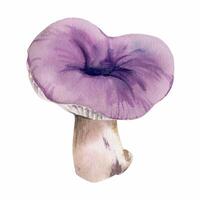 Russula webcap gill mushroom fungus, vegan cooking edible raw ingredient, autumn harvest. Single element hand drawn in watercolor. Outdoor adventure zines, foraging courses logbooks, forest journals vector