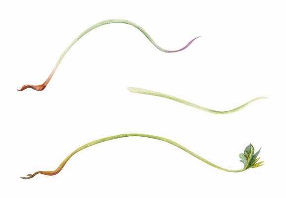 Vine tendril creeper of tree berry flower bush plant stem branch twig leaves hand drawn in watercolor. Botanical illustration isolated element. Wedding stationery, florist shop, bouquet embellishment