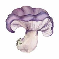 Russula webcap cortinarius mushroom fungus, vegan cooking edible raw ingredient, autumn forest harvest. Single element hand drawn in watercolor. Identification cards, seasonal planner stickers, menu vector