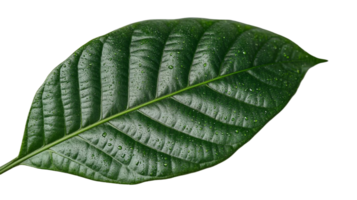A large green leaf with water droplets on it png