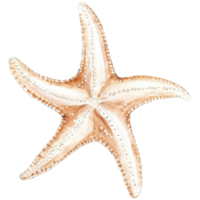 Starfish resting on sandy beach with gentle ocean waves in the background during sunny afternoon png