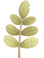 Green leaf branch with detailed textures, showcasing a natural design and vibrant color suitable for various creative projects and illustrations png