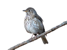 Song Thrush , Turdus philomelos isolated on transparent background. Wildlife, birdwatching, little song thrush on tree branch png