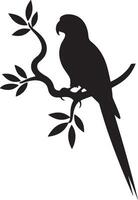 Elegant parrot silhouette with long tail feathers on white background vector