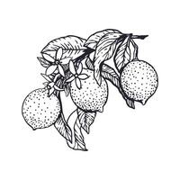 Lemons branch in graphic style. Fruits and leaves. Sketch in black ink. Hand drawn illustration. For greeting cards, food and cosmetic labels, banners, posters. vector