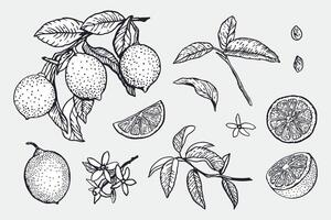 Lemons set in graphic style. Whole fruits and slices, flowers, leaves, twig. Sketch in black ink. Hand drawn illustration. Food and cosmetic labels, banners. Jam and lemonade packaging design. vector