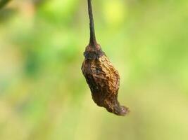 Natural Drying Process of a Chili Pepper in Focus photo