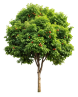 A tree with red berries on it png