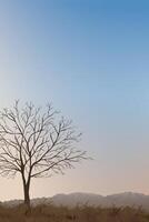 Lonely tree silhouette in nature vector