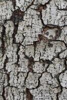 Grunge Texture of Tree Trunk in Close Up Detail for Textural Background photo