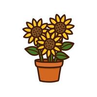 Three sunflowers in a terracotta pot, outlined in brown, on a white background vector