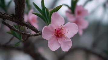 A spring close up of a tree flower turned into a beautiful flower photo with vivid detail