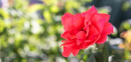 Vibrant red rose blooming amidst lush green foliage in a sunny garden setting photo