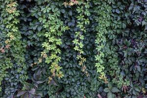 Lush green foliage with cascading vines creating a vibrant natural wall of greenery photo