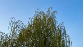 A breathtaking view of a majestic weeping willow tree gently swaying in the soft breeze beneath a clear blue sky photo