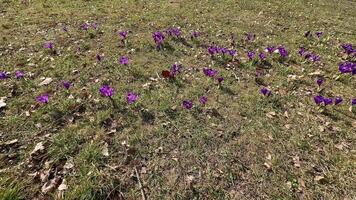 Beautiful purple crocus flowers gracefully flourish on a lush green field, joyfully signaling the arrival of springtime photo