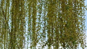 A beautiful closeup view of cascading willow branches adorned with soft catkins swaying gently in the breeze photo