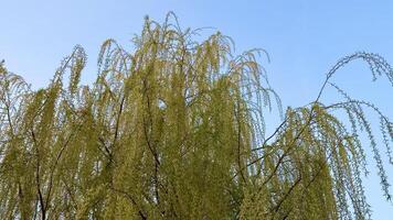 A peaceful and serene view captures a lush willow tree with cascading branches swaying against a clear blue sky photo