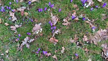 Vibrant purple and white crocuses are emerging beautifully from the lush green grass in early springtime photo