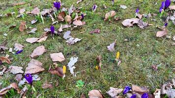 Vibrant purple crocus flowers are emerging beautifully in springtime, surrounded by dry autumn leaves on green grass photo