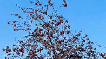 A vibrant and captivating display of pink blossoms adorning the branches against a serene blue sky backdrop photo