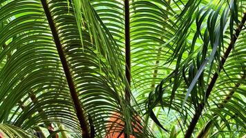 Explore the lush, green palm foliage surrounded by a vibrant tropical setting, enriched with captivating details photo