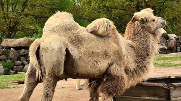 A stunning Bactrian camel is gracefully positioned within its natural environment, showcasing its beauty photo