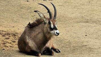 A waterbuck peacefully resting in its natural habitat, showcasing its majestic horns and calm demeanor in nature photo