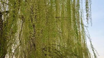 A captivating view of a willow trees lush, cascading green branches swaying gracefully in the gentle breeze photo