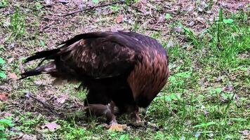 A majestic and powerful golden eagle skillfully hunts in the wild, showcasing its remarkable predatory skills photo