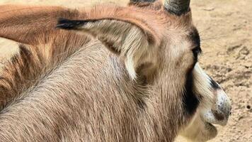 A closeup image of a goat that shows off its distinct ear features and unique horn characteristics very well photo