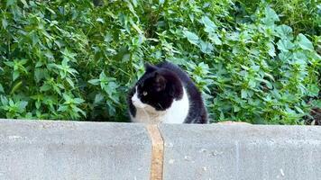 A curious black and white cat sits watchfully, observing its colorful surroundings amidst lush greenery all around photo